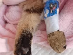 -北京观赏动物医院·24小时大型综合·猫专科·异宠专科