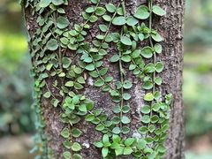 -深圳仙湖植物园