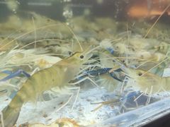 -白仁仔· 活烤海鲜 宵夜(豫园店)