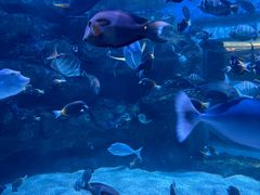 -海合安成都极地海洋公园
