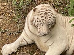 -大连森林动物园