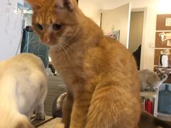 -Cappucimeow猫咪咖啡馆(韦伯时代店)