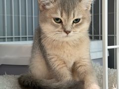 -翊宠yipet猫狗购宠庄园犬舍•猫舍