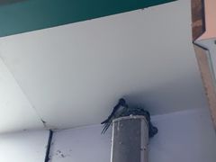 -巧手馄饨(箍桶巷店)