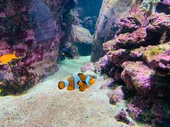 -迪拜水族馆及水下动物园
