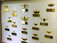 -上海昆虫博物馆