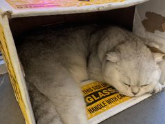 -有猫主题·治愈系猫咖(曾厝垵店)