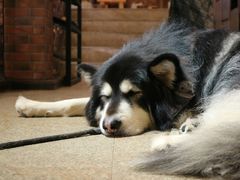 -more than meow吴止猫主题餐厅(承德 中船汇店)