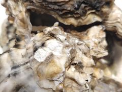 -聚盛源蒸汽海鲜火锅烤肉自助(巨川金海岸购物广场店)