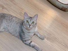 -北京观赏动物医院·24小时大型综合·猫专科·异宠专科