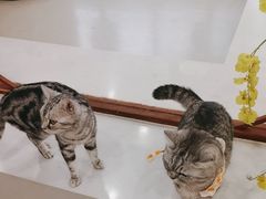 -共舞时光猫咖·狗咖(新街口店)