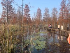 -池杉湖湿地公园