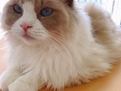 -鼓捣猫呢主题猫咖店