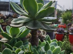 -三圣花乡旅游区