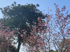 -天适樱花悠乐园