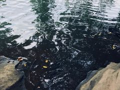 -宜兴龙背山森林公园