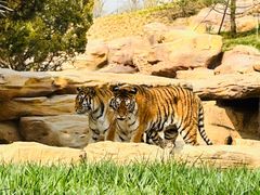 -北京野生动物园