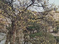 -艺圃