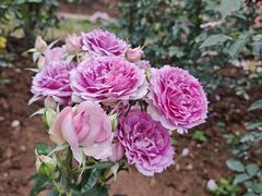 -人民公园(罗湖区)