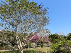 -中国科学院西双版纳热带植物园