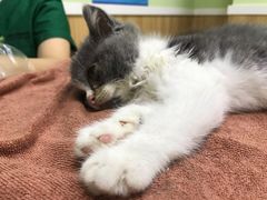 -瑞鹏宠物医院·夜间急症·心超·猫科(祖庙分店)