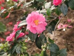 -石家庄市植物园