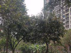 -重庆彩云湖湿地公园