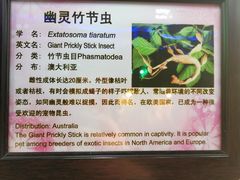 -上海大自然野生昆虫馆(东方明珠·爬宠昆虫探索中心)