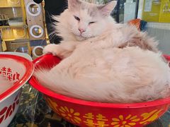 -平行世界·猫咖(首经贸店)