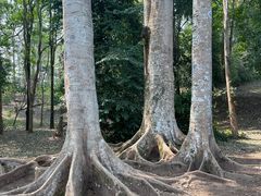 -中国科学院西双版纳热带植物园
