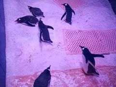 -暹罗海洋世界