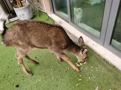 -浣熊柯尔鸭土拨鼠·电玩咖