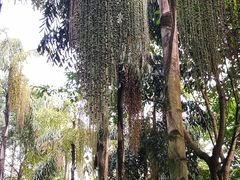 -百林公园-两江幸福广场