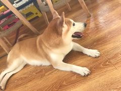 -柴犬高等学院·狗咖·柴犬售卖·宠物训练