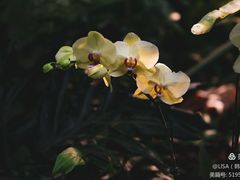 -西双版纳原始森林公园