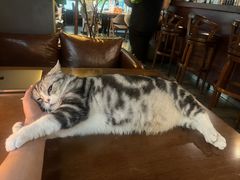 -咖法森林·咖啡  酒吧(天河店)