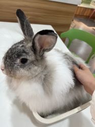 -Moni星球萌宠·小马宝莉·灵蛇·高端高阶全萌宠互动体验俱乐部(红豆国际广场店)
