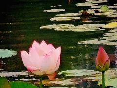 -映月湖公园