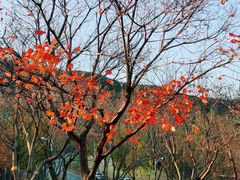 -北京西山国家森林公园