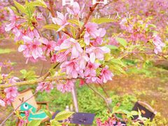 -天适樱花悠乐园