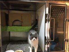 -御宝贝·A梦猫科宠物医院(国际猫友好医院)