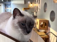 -豆逗聊愈猫阁Easy Life