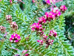 -墨尔本皇家植物园