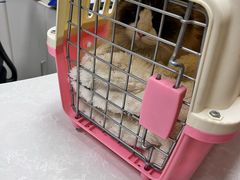 -中农国际动物医院24小时·猫科·骨科·急重症中心