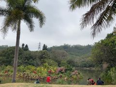 -深圳仙湖植物园
