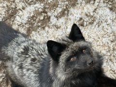 -宫城藏王狐狸村