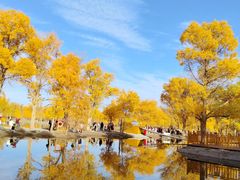 -金塔沙漠胡杨林景区