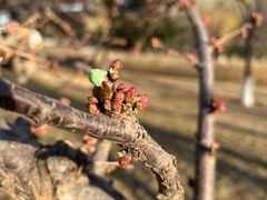 -大兴滨河森林公园