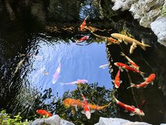 -鲤院·新中式美学·庭院餐厅(夫子庙店)