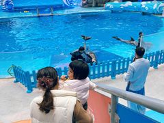 -海合安成都极地海洋公园